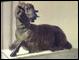 Syracuse / Bronze ram from the III century B.C.