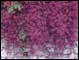 Taormina / Bouganvillea