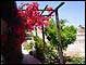 Bougenvillea