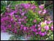 Cactus and flowers