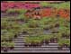 Caltagirone / La Scala Ceramic Steps