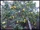 Lemon tree