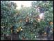 Orange tree